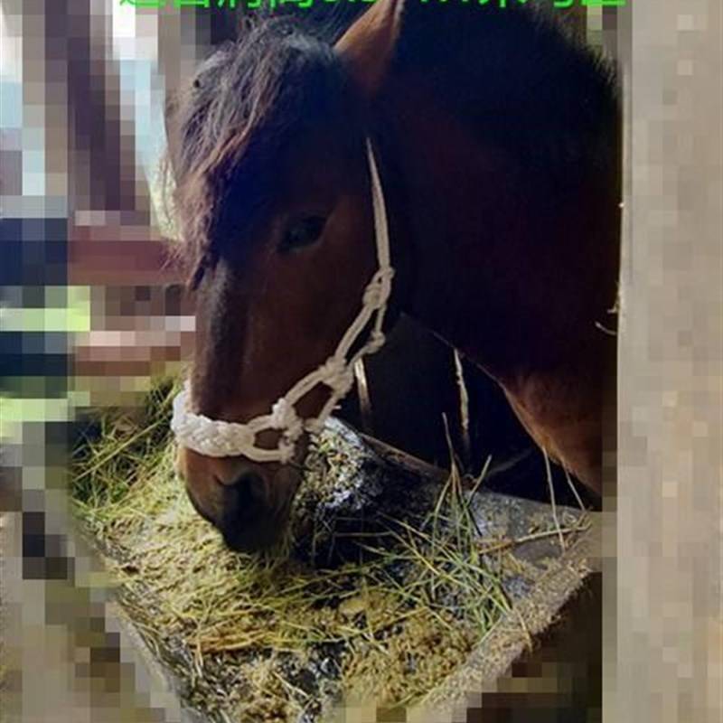 The little horse's head is white rope